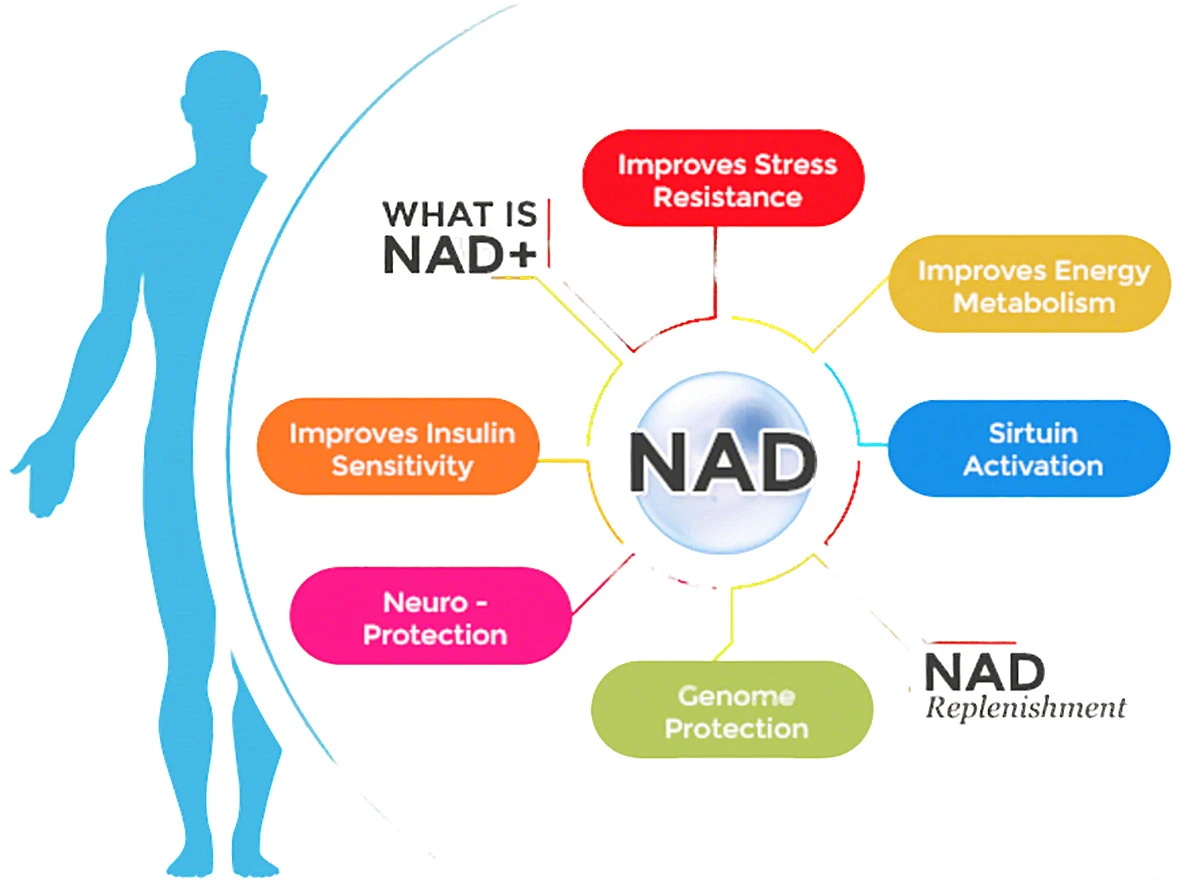 Nicotinamide Adenine Dinucleotide applications Nicotinamide Adenine Dinucleotide applications